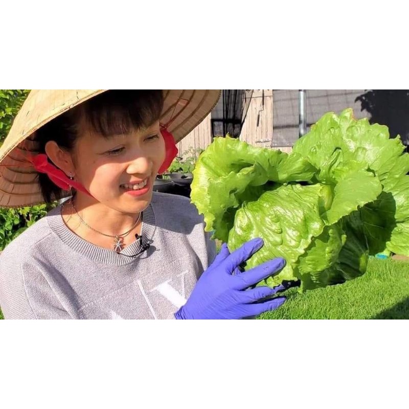 1gam hạt giống xà lách Mỹ 💥💥Ngon Dòn💥💥 nảy mầm cực đỉnh