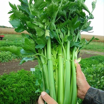 500 HẠT GIỐNG CẦN TÂY KHỔNG LỒ ÉP NƯỚC F1_ Cần tây ngọt