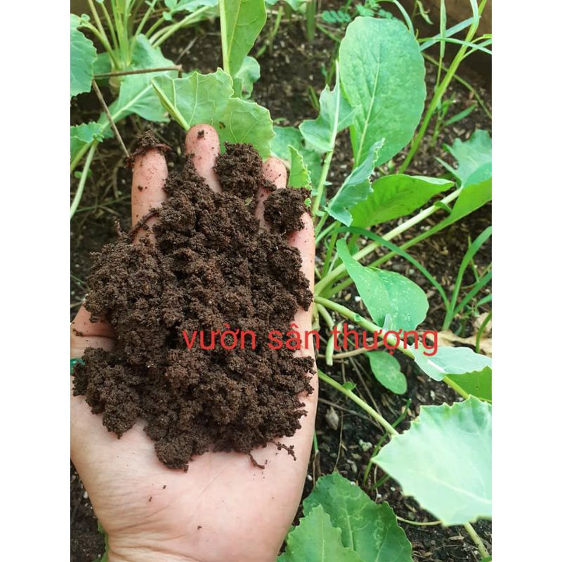 Phân Trùn Quế Duy Trì Ẩm Cung Cấp Dinh Dưỡng, V.i Si.nh Có Lợi Cân Nặng tự chọn