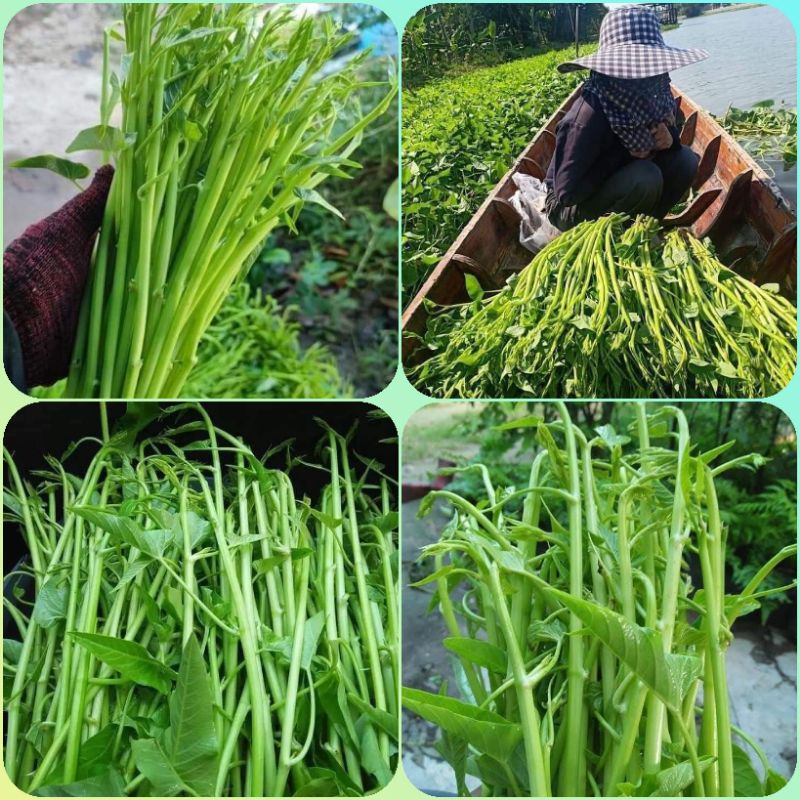 Hạt giống rau muống siêu ngọn Thái Lan 10gr, rau muống chum, rau muống ...