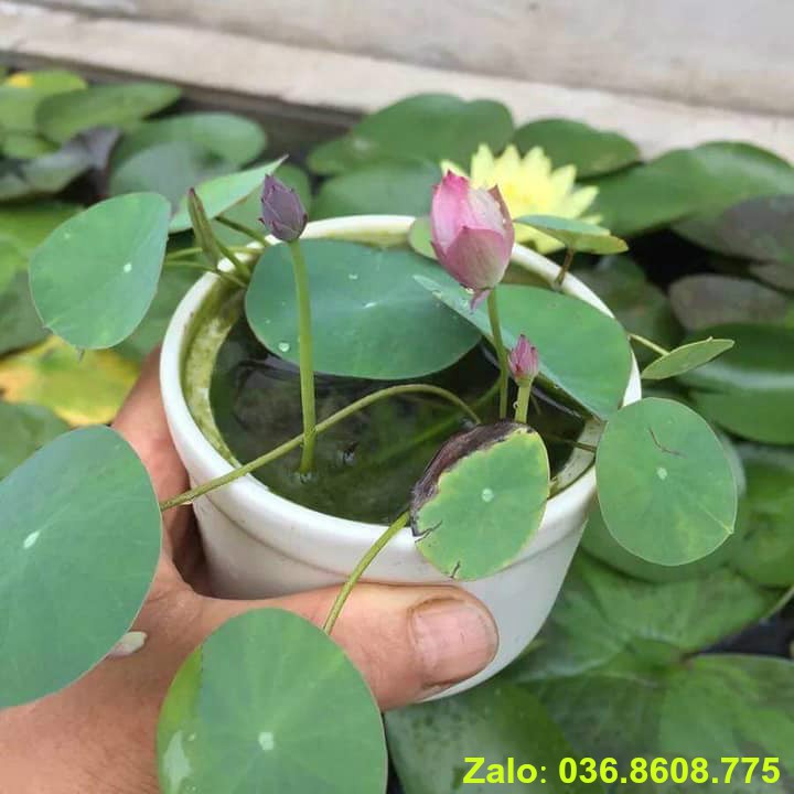 Sen mini (sen bát) trồng chậu siêu đẹp 2k/Hạt