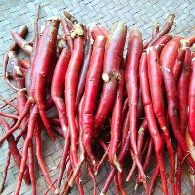 Sâm cau rừng tây bắc - 1kg sâm tươi