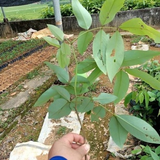 Cây muồng hoàng yến gieo hạt cao 70- 90 cm. .