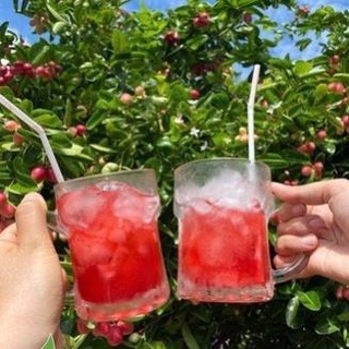 CÂY GIỐNG SIRO LÀM MỨT NƯỚC SIRO DỄ TRỒNG QUẢ QUANH NĂM .