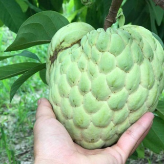 Cây Giống Na Thái Quả To Cả Cân .