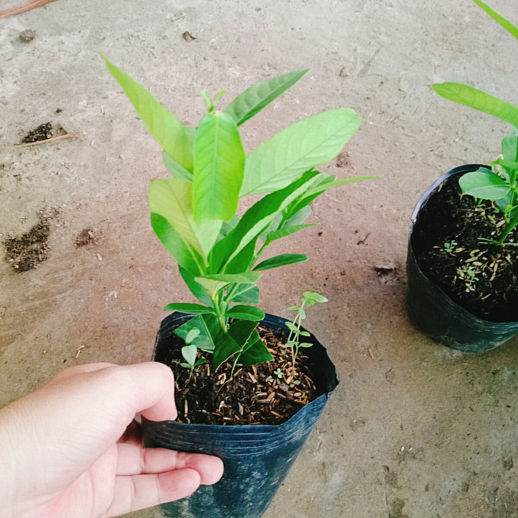 Cây chanh vàng mỹ - cây ăn quả có thể trồng chậu nhanh ra trái sau 5 tháng trồng