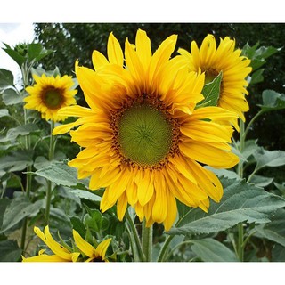🌟HẠT GIỐNG HOA HƯỚNG DƯƠNG F1🌟 HƯỚNG DƯƠNG CAO SIÊU DỄ TRỒNG