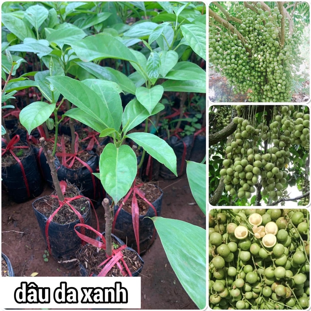Cây dâu da đất cao 50-60cm mua 5 cây tặng 1 cây ( dâu da ) 1 năm ra quả ...