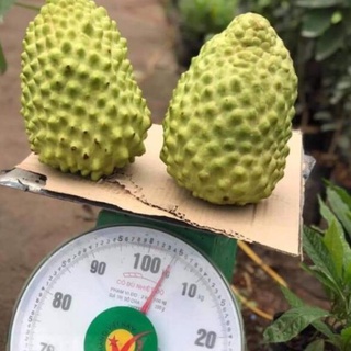 Cây na sầu riêng khổng lồ - cây giống mới độc lạ .