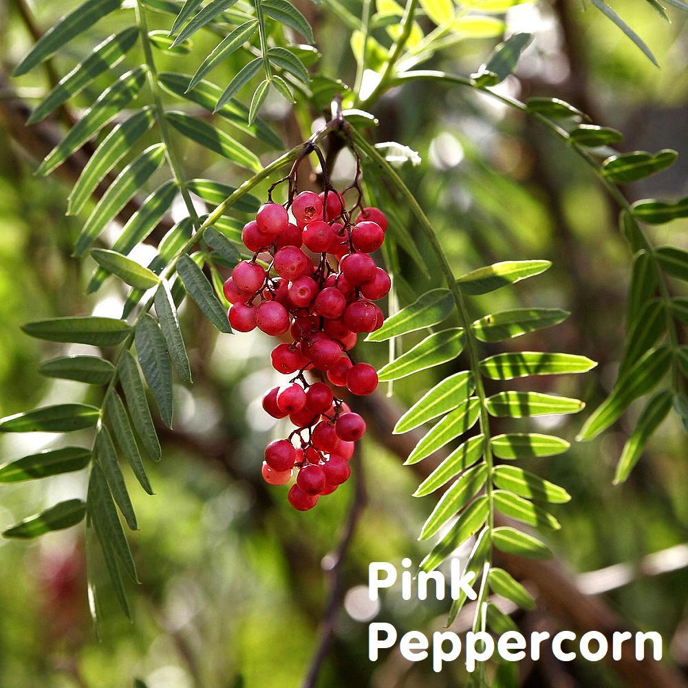 Pink Peppercorn, Essential Oil