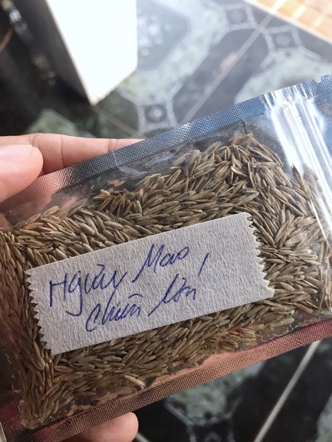 HẠT GIỐNG THỦY SINH SỐ 3 NGƯU MAO CHIÊN CAO 10g