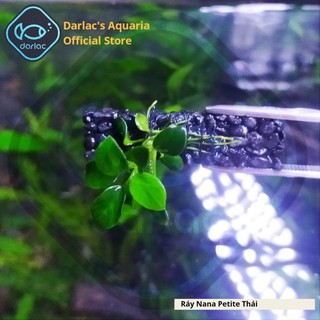 Ráy Nana Petite Thái full lá nước - Ráy Thái Darlac's Aquaria - Anubias Nana Petite