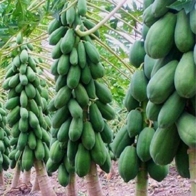 Cây đu đủ lùn - siêu quả, siêu ngọt