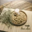 Trà Hoa Nhài giảm căng thẳng, mất ngủ, đau đầu - The Tea Stories