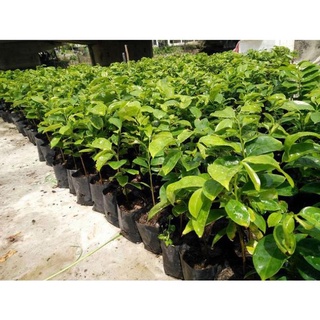 Cây Giống Mãng Cầu Xiêm Thái Giống Chuẩn .