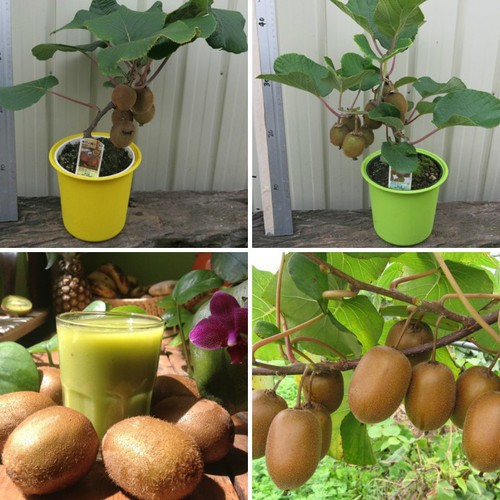100 Hạt giống kiwi vàng - Siêu Quả - Chất lượng cao