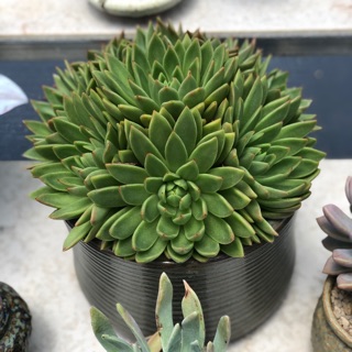 dinhlinh1388