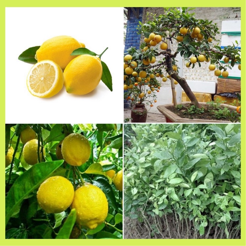 Cây giống chanh vàng Mỹ ( chanh tây ) siêu quả, quả to mọng nước ...
