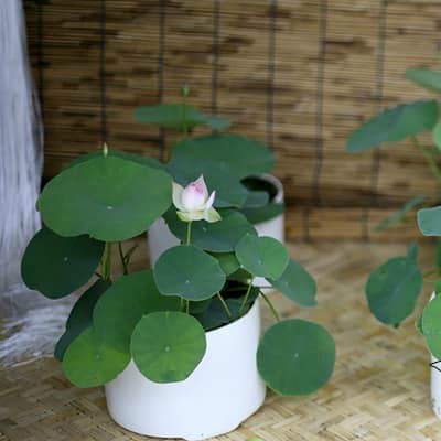 Sen mini (sen bát) trồng chậu siêu đẹp 2k/Hạt