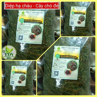 500 gam Diệp hạ châu sấy khô - Hàng công ty Thảo Dược Việt