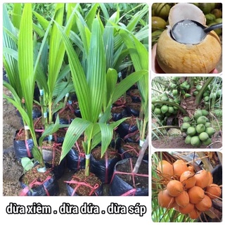 combo 2 cây dừa sáp sữa tặng 1 cây