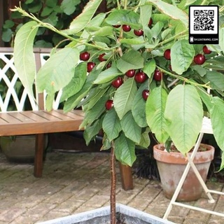 Cây giống cherry anh đào Mỹ siêu sớm .