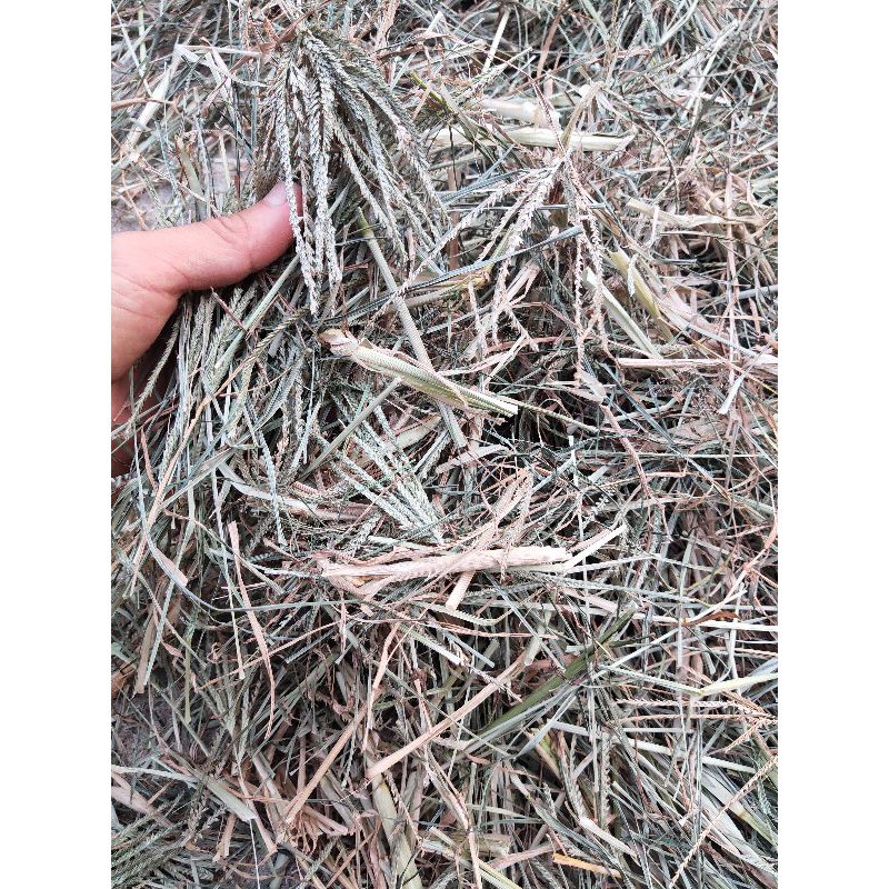 Cỏ mần trầu khô JINDO 1kg