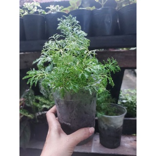 Cây Đinh lăng lá kim, lá nhuyễn