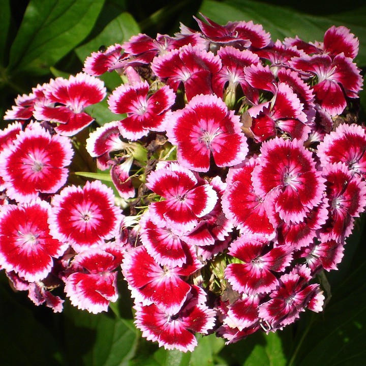 Hạt giống hoa cẩm chướng