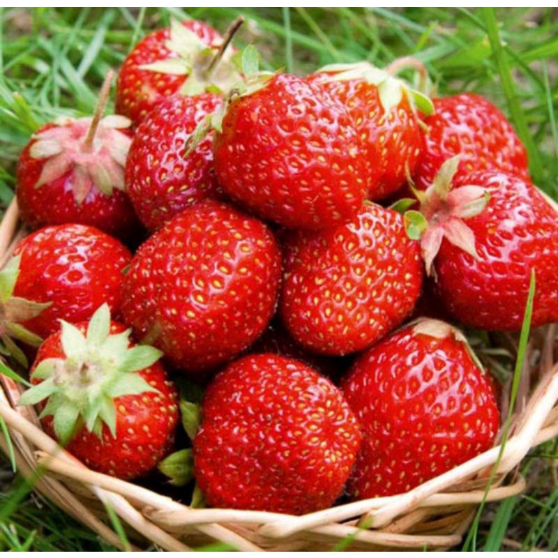 Product image Gói 20 Hạt Giống Dâu Tây HN-34 Quả To Chịu Nhiệt