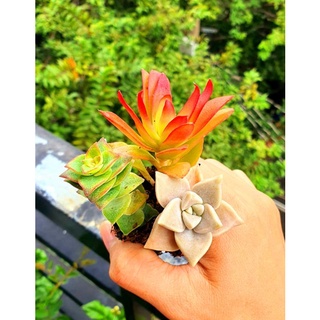 COMBO 5 sen đá SIZE VỈ- MẦM NẮNG GARDEN LỖI 1 ĐỔI 1