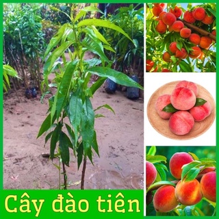 Cây đào tiên Nhật Bản ( đào ăn quả) 1 năm ra quả .