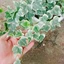 Cây Thường Xuân - cây cảnh sân vườn