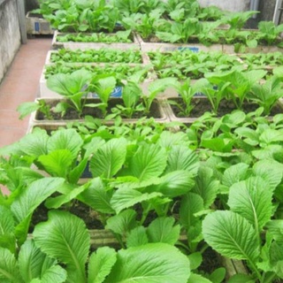Hạt giống cải bẹ xanh mỡ .