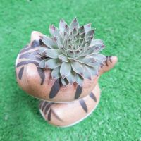 Chậu sứ sen đá mèo xinh