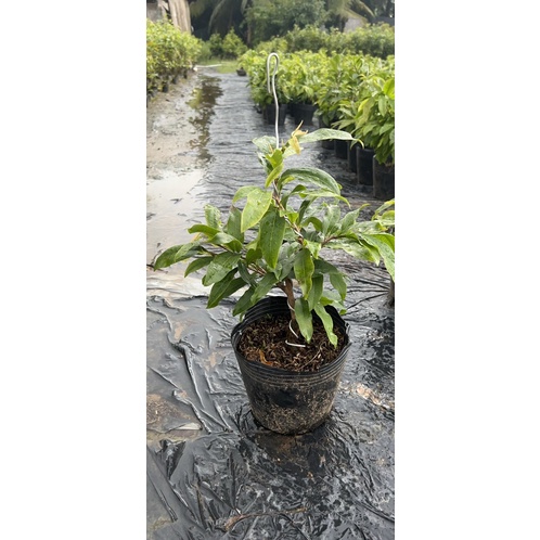 Hoa mai Huỳnh Tỷ 24 cánh_ cây ghép