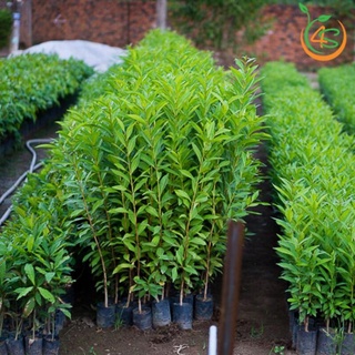 Cây Giống Vối Nếp (Hoa Và Nụ Vối Pha Nước Cực Thơm Và Ngọt) .