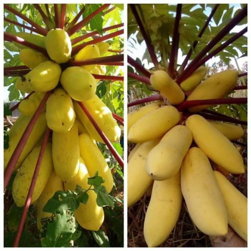 7 hạt giống đu đủ da vàng lùn làm kiểng và ăn 🍏🍏 Độc Lạ 🍒🍒 siêu năng suất