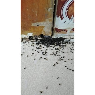 Thuốc Diệt Kiến Gián Anti Ant – Diệt Kiến Gián Sinh Học Hiệu Quả Cao, An Toàn Cho Gia Đình