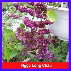 Cây Ngọc Long Châu - cây cảnh trong nhà