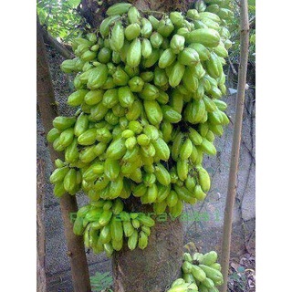 Cây Giống Khế Chua Rùng Mình .