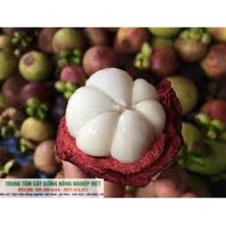 Cây Giống Măng Cụt Siêu Thơm Ngon .