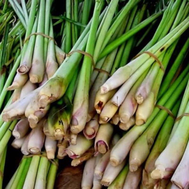 1KG CÂY XẢ ( CỦ XẢ ) ảnh thật xả của nhà | Shopee Việt Nam
