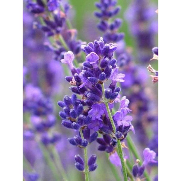 🌟HẠT GIỐNG HOA OẢI HƯƠNG🌟 HOA LAVENDER Mùi Thơm Quyến Rũ