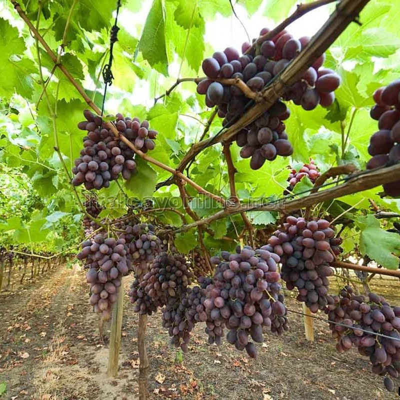 Bộ 2 gói hạt giống nho đen