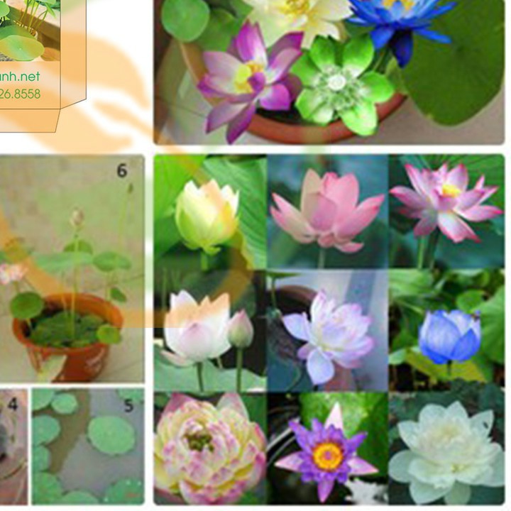 Hạt giống sen Nhật mini