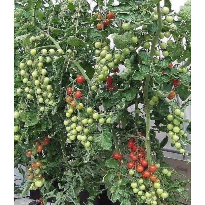 30 hạt giống cà chua cherry đỏ f1 nhập khẩu 💥💥 Chuổi Dài, quả mọng đỏ💥💥 ngon ngọt rất dễ trồng