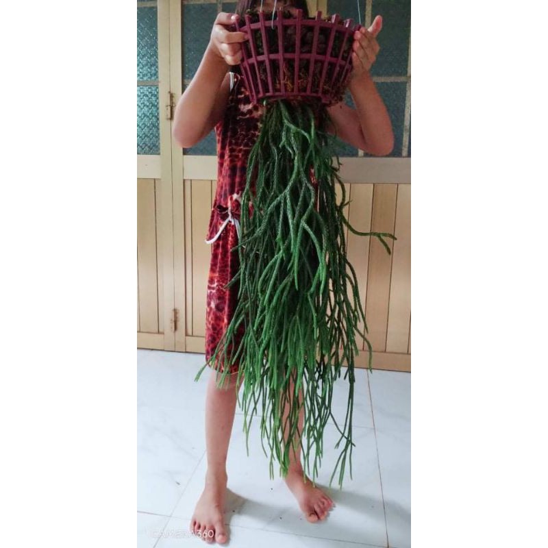 Cây râu rồng thông mượt | Shopee Việt Nam