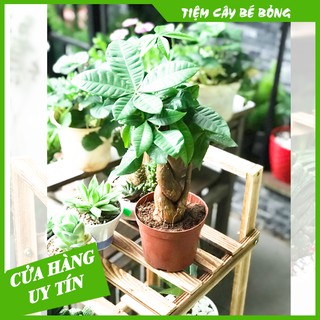 Cây Kim Ngân Xoắn để bàn(mang ý nghĩa phong thuỷ và lọc không khí)