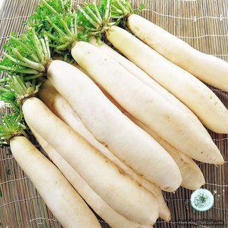 hạt giống củ cải trắng .